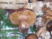 Funghi porcini in esposizione